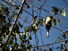 Ptiliogonys cinereus