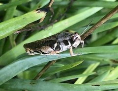 Catantops ochthephilus