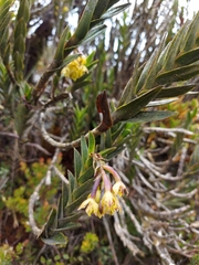 Epidendrum zipaquiranum