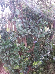 Metrosideros excelsa