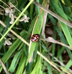 Cheilomenes lunata