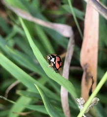 Cheilomenes lunata