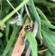 Cheilomenes lunata