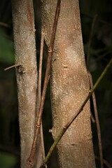 Sclerocroton integerrimus