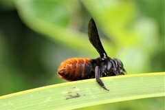 Gronoceras cinctum