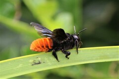 Gronoceras cinctum