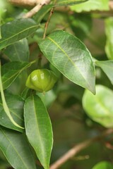 Sclerocroton integerrimus