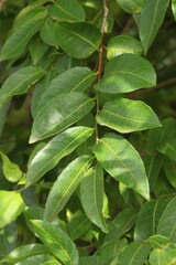 Sclerocroton integerrimus