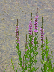 Lythrum salicaria