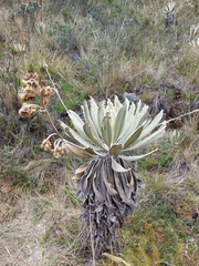 Espeletia grandiflora