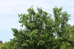 Sclerocroton integerrimus