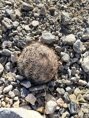 Escobaria chlorantha