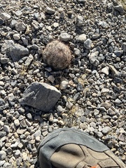 Escobaria chlorantha