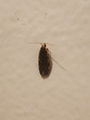 Hoplostega ochroma