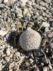 Escobaria chlorantha