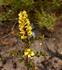 Polygonum undulatum