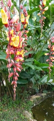 Thunbergia mysorensis
