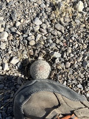 Escobaria chlorantha