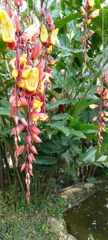 Thunbergia mysorensis