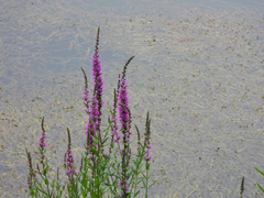 Lythrum salicaria