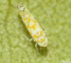 Protalebra nexa