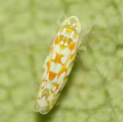 Protalebra nexa