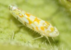 Protalebra nexa