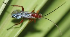 Pimpla marginella