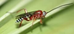 Pimpla marginella
