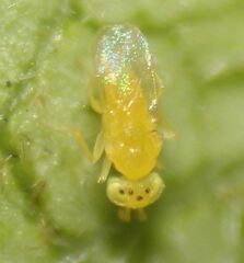 Aphelinidae