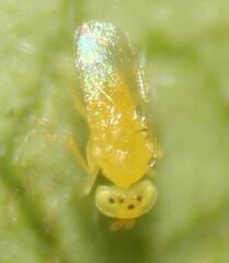 Aphelinidae