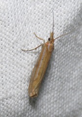 Ypsolopha ustella