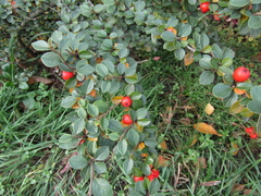 Cotoneaster apiculatus