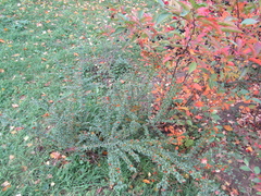 Cotoneaster apiculatus