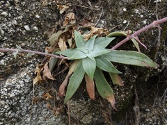 Dudleya nubigena