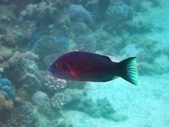 Oxycheilinus digramma