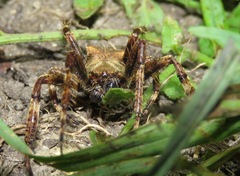 Araneus angulatus