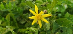 Senecio leucanthemifolius