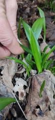 Allium ursinum