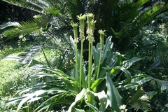 Eucomis