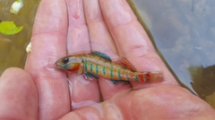 Etheostoma uniporum