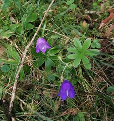 Campanula alpestris