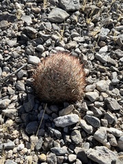 Escobaria chlorantha