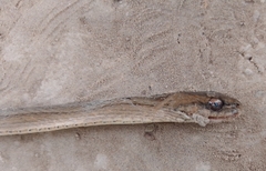 Dryophylax hypoconia
