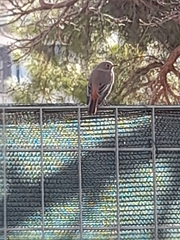 Phoenicurus ochruros