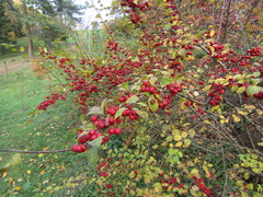 Cotoneaster multiflorus