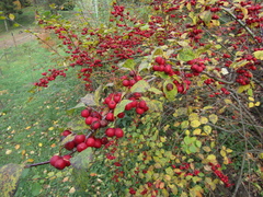 Cotoneaster multiflorus