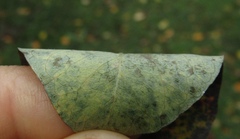 Cotoneaster multiflorus