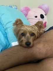 Canis familiaris