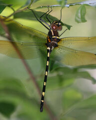 Macromia pacifica